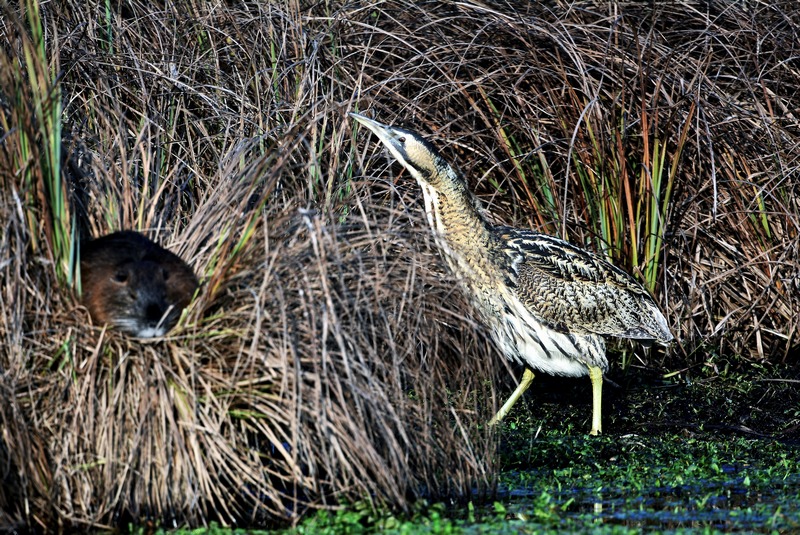 Una strana coppia:   Tarabuso...sfrattato da una nutria!